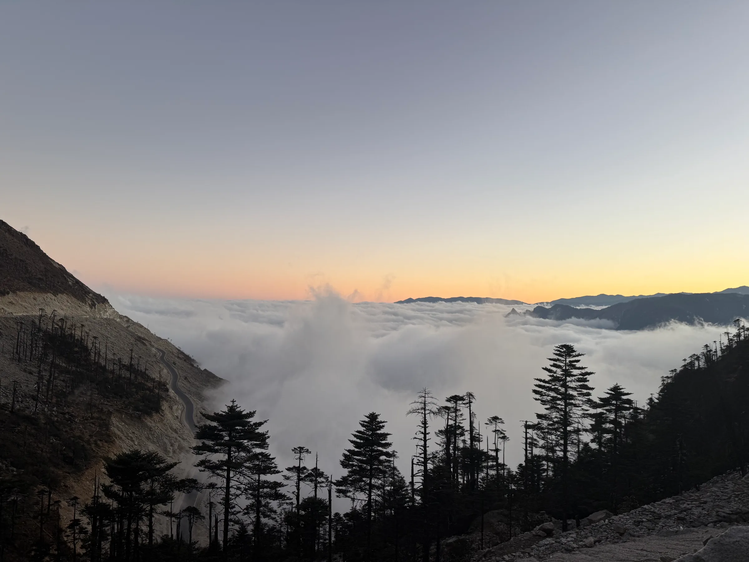Pine trees standing above an ocean of cloud at first light.